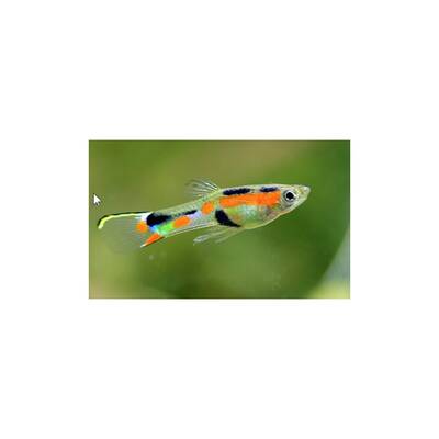 Poecilia Wingei Male