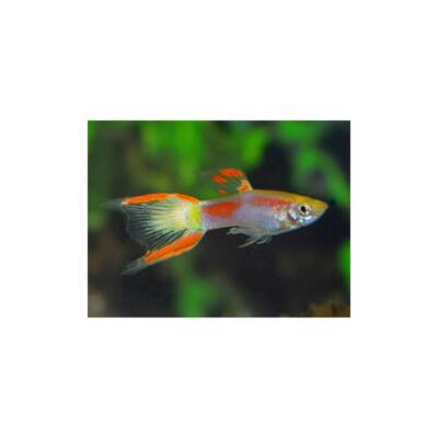 Poecilia Wingei Yellow Laser Tail (M/F) M