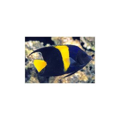 Pomacanthus Asfur L