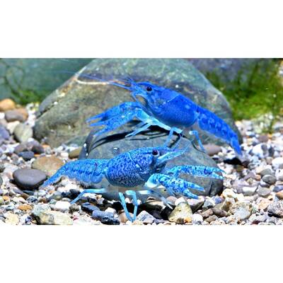 Procambarus Alleni S/M