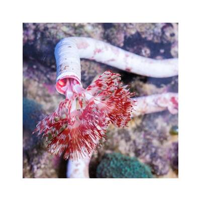 Protula Bispilaris (Red/White) M
