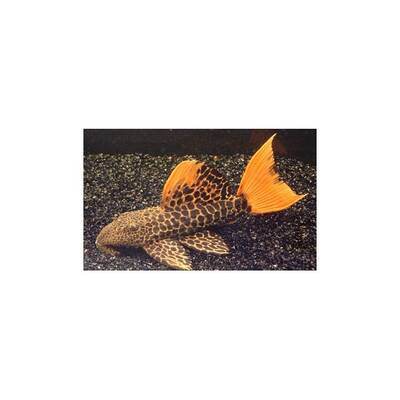 Pseudacanthicus Leopardus L114