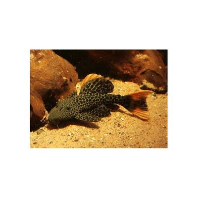 Pseudacanthicus Leopardus (L600)