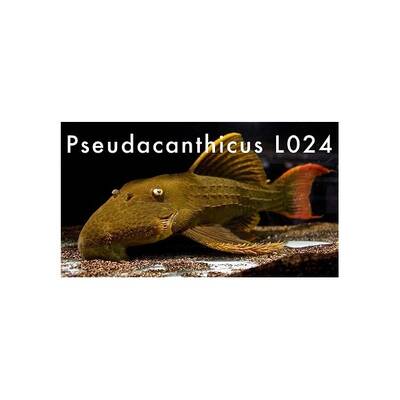 Pseudacanthicus sp.L024 10-12cm