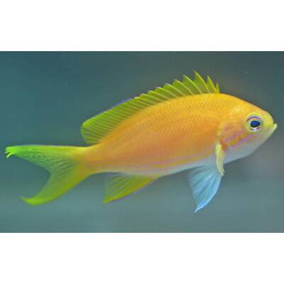 Pseudanthias pleurotaenia M (female)