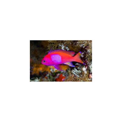 Pseudanthias pleurotaenia (male) L
