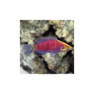 Pseudocheilinus Ocellatus