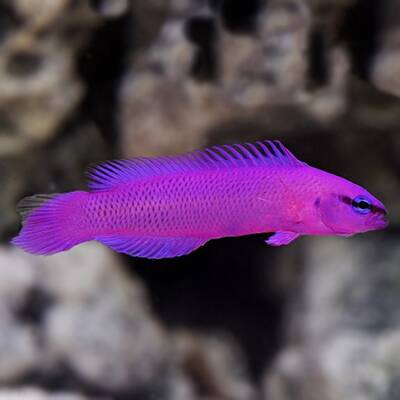 Pseudochromis Fridmani M