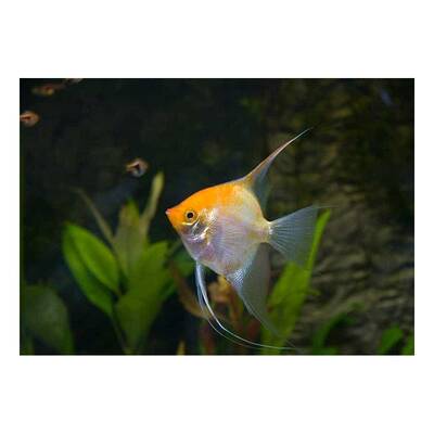 Pterophyllum Scalare Gold M