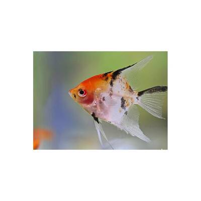 Pterophyllum Scalare Koi Goldhead Redcheek M
