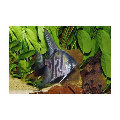 Pterophyllum Scalare Leopard 3-3.5cm