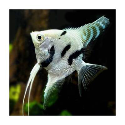Pterophyllum Scalare Platinum Marble M