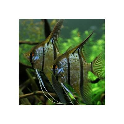 Pterophyllum Scalare Rio Nanay M/L