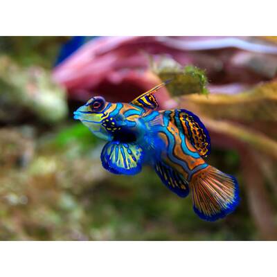 Pterosynchiropus Splendidus (blue)