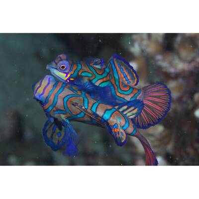 Pterosynchiropus Splendidus (pair/blue)