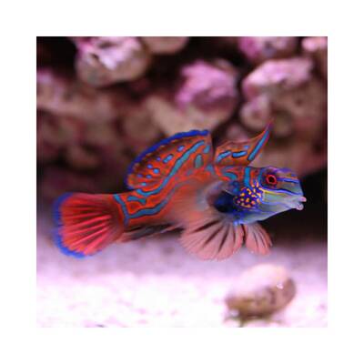 Pterosynchiropus Splendidus (red)