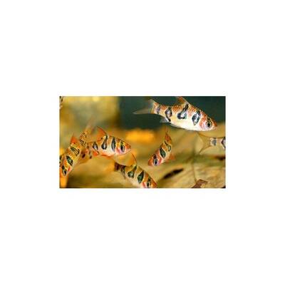 Puntius Rhomboocellatus