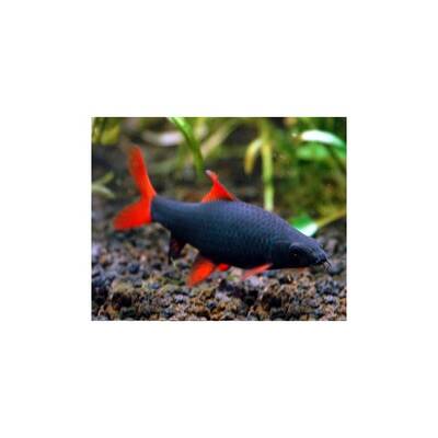 Rainbow Shark XL