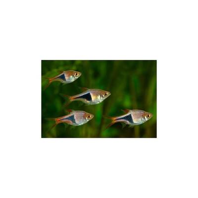 Rasbora Harlequin M