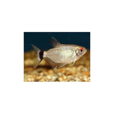 Red Eye Tetra M