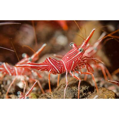 Rhynchocinetes Durbanensis L