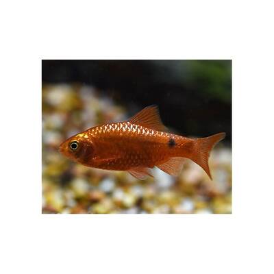 Rosy Barb Super Red