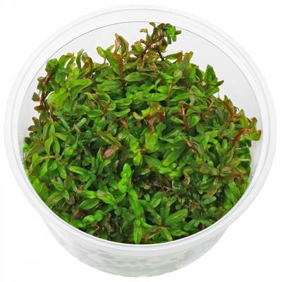 Rotala Rotundifolia 'H'ra' In Vitro