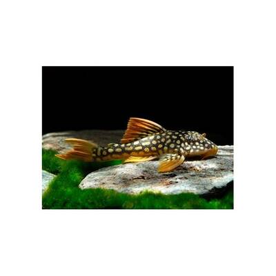 Scobinancistrus Aureatus L014 XXL