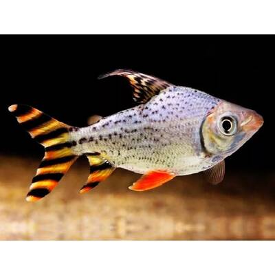 Semaprochilodus Taeniurus 12-13cm