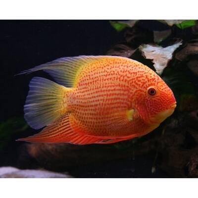 Severum Red Spotted M