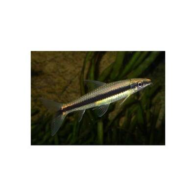 Siamese Algae eater 3- 4 cm