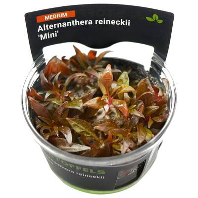 Stoffels Alternanthera reineckii 'Mini' in-vitro