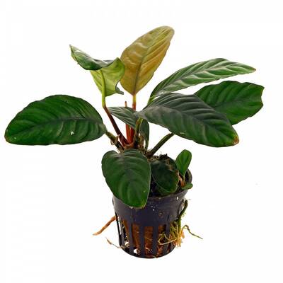 Stoffels Anubias Barteri coffeefolia