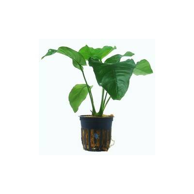 Stoffels Anubias barteri var. barteri XL