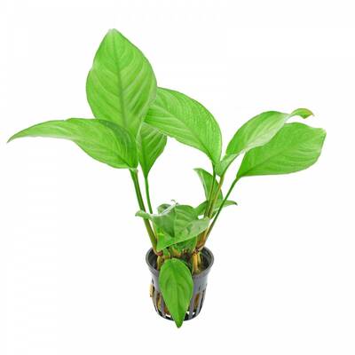 Stoffels Anubias Heterophylla