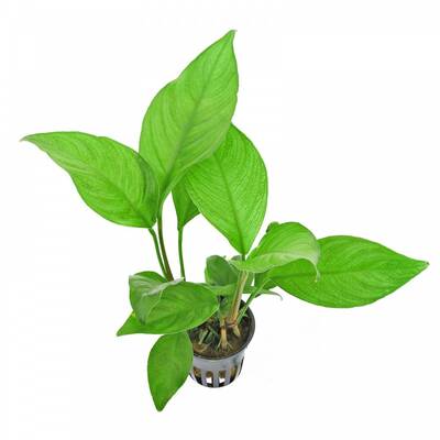 Stoffels Anubias Heterophylla 'Congensis'