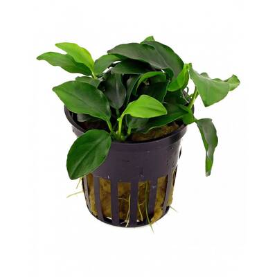 Stoffels Anubias Nana Bonsai