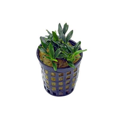 Stoffels Anubias Nana Pangolino