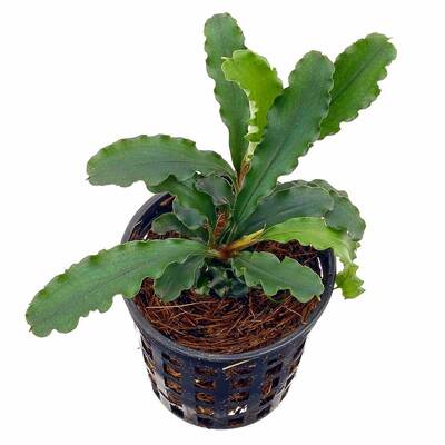 Stoffels Bucephalandra sp. 'Green Velvet'