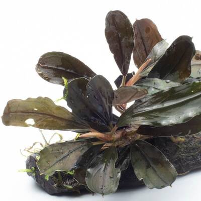 Stoffels Bucephalandra sp. ‘Kedagang’ on driftwood
