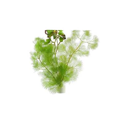 Stoffels Cabomba aquatica (Bund)