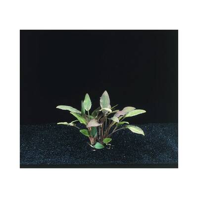 Stoffels Cryptocoryne Walkeri