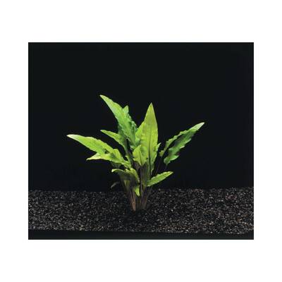 Stoffels Cryptocoryne wendtii 'Grun'
