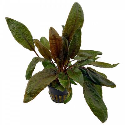 Stoffels Cryptocoryne Wendtii 'Tropica'