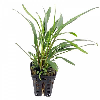 Stoffels Cryptocoryne x willisii 'Lucens' (small)