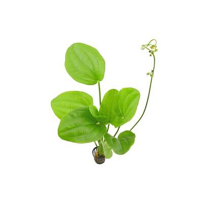 Stoffels Echinodorus Cordifolius