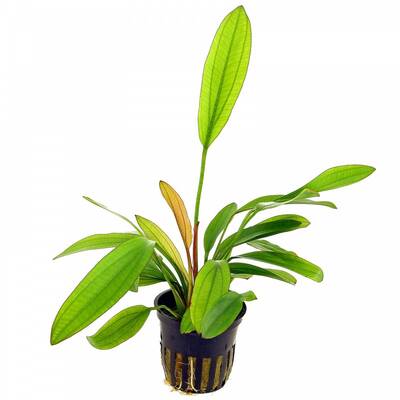 Stoffels Echinodorus 'Red Diamond'