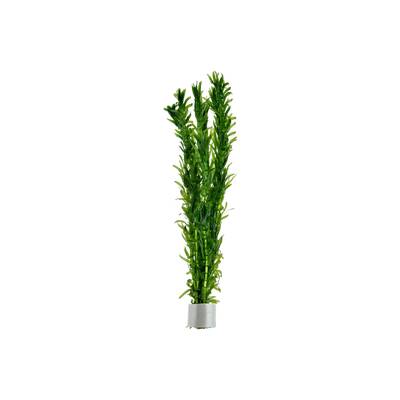 Stoffels Egeria Densa Bund