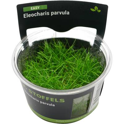 Stoffels Eleocharis Parvula In Vitro