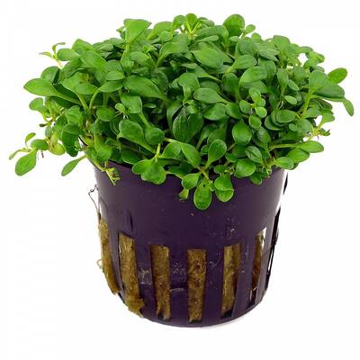 Stoffels Glossostigma Elatinoides